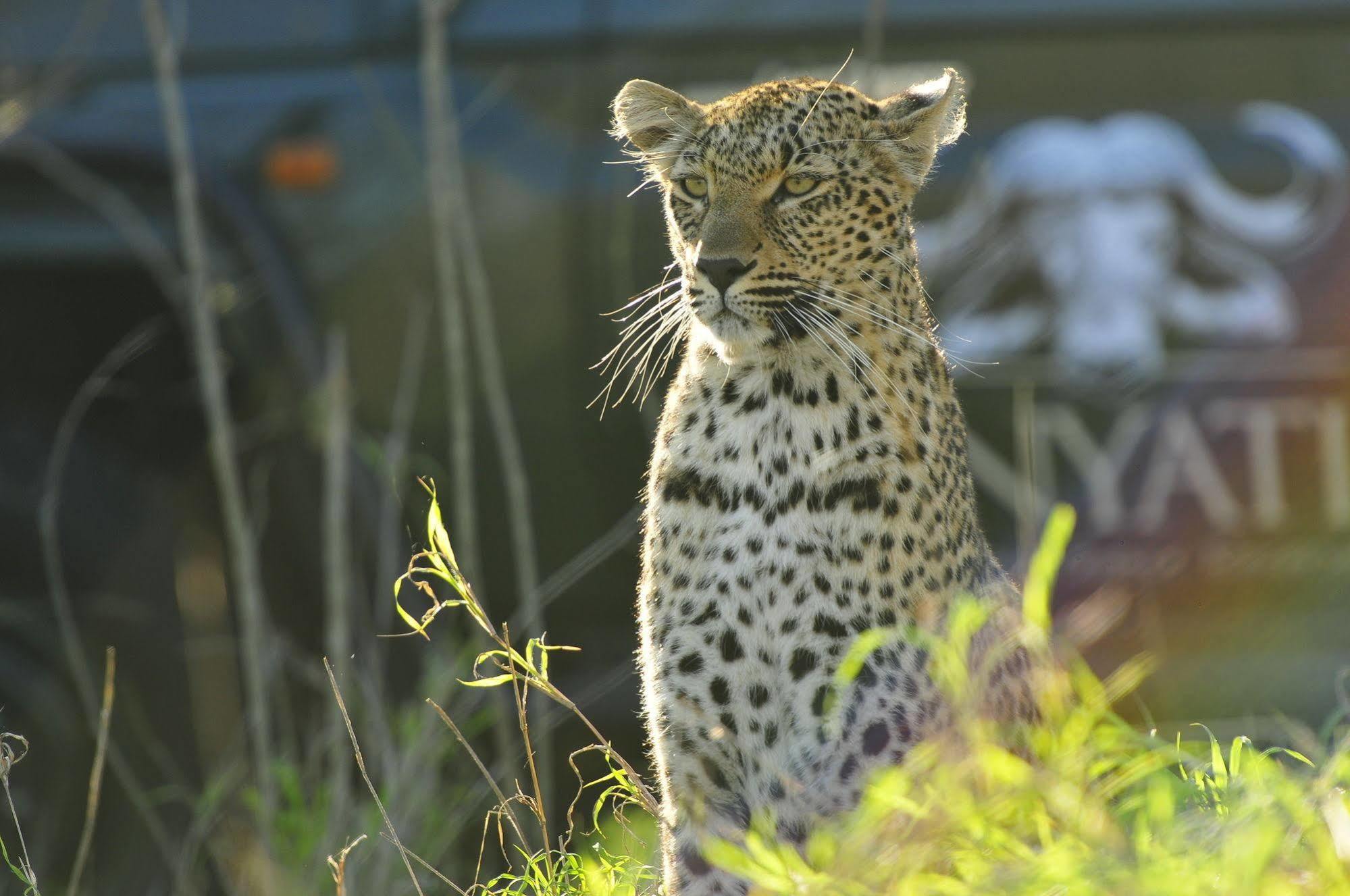 Metsi Inyati Game Lodge المظهر الخارجي الصورة