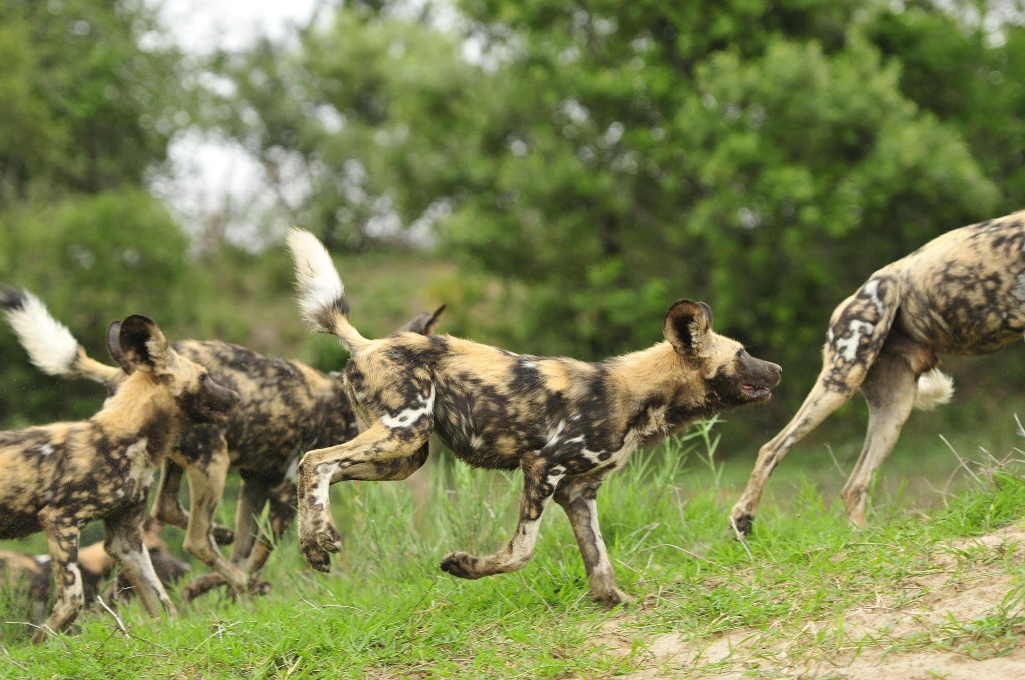 Metsi Inyati Game Lodge المظهر الخارجي الصورة